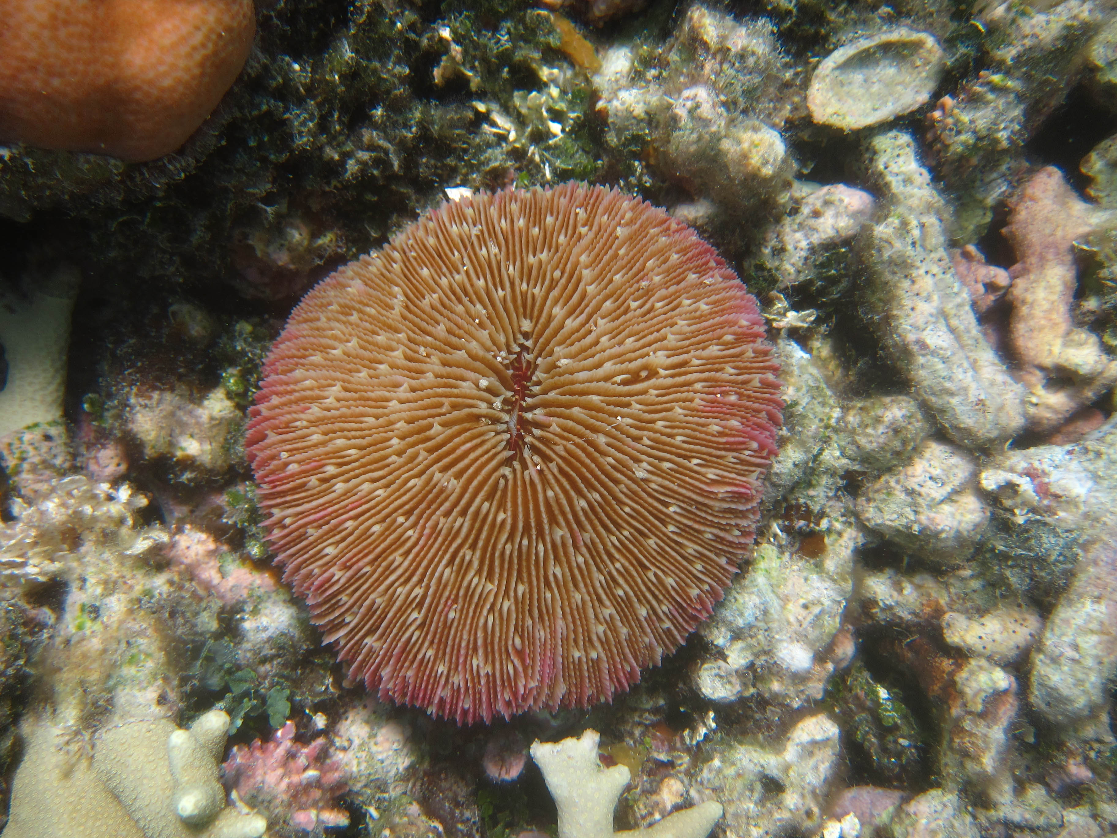 Представитель Семейства Fungiidae